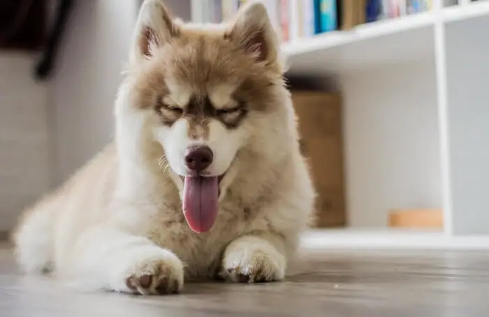 happy husky puppy on floor with tongue out and closed eyes