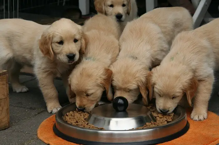 five golden retriever small puppies eating from a large bowl with dog food