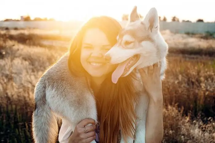 Young caucasian female playing with her siberian husky puppy in the field during the sunset. Happy smiling girl having fun with puppy outdoors in beautiful light — Stock Photo #81545482 Young caucasian female playing with her siberian husky puppy in the field during the sunset. Happy smiling girl having fun with puppy outdoors in beautiful light