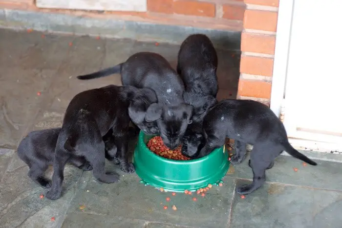 four puppies of large breed with black fur eating from a bowl of dry dog food