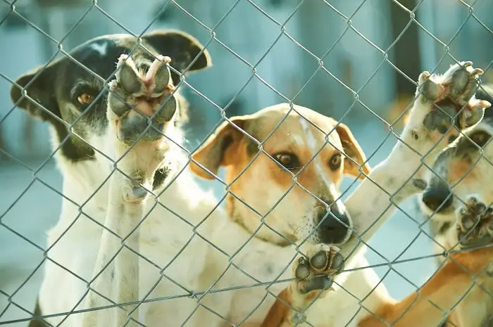 dogs in cage in animal shelter asking attention
