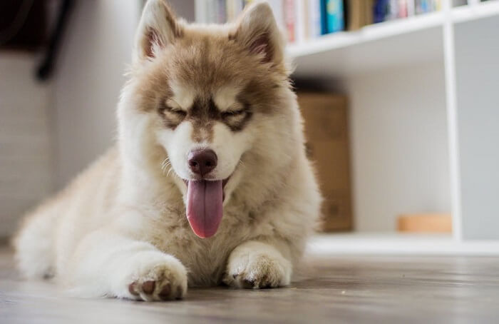 siberian husky puppy indoors resting