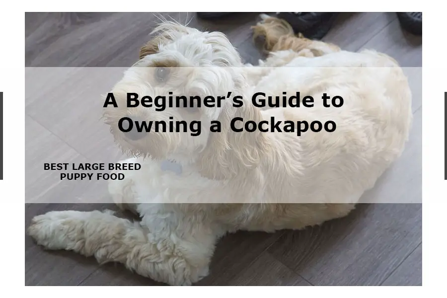 Cockapoo guide