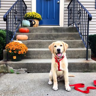 dog outside the house smiling