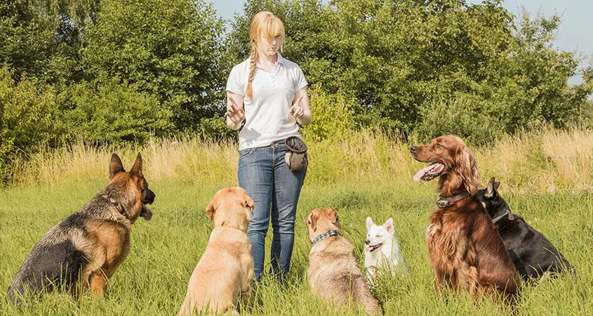 woman teaching dogs to sit