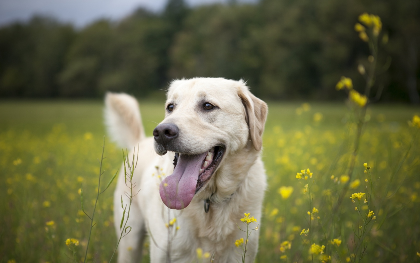 dog in a field