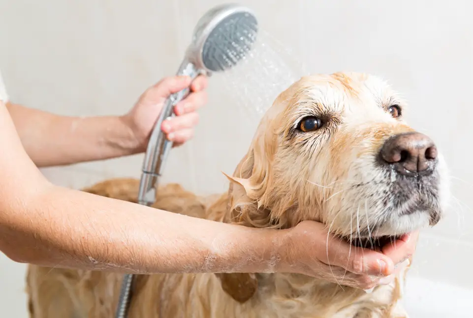 Best dog shampoo