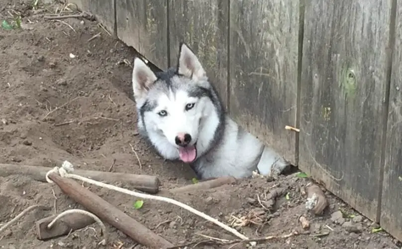 dog digging below the fence