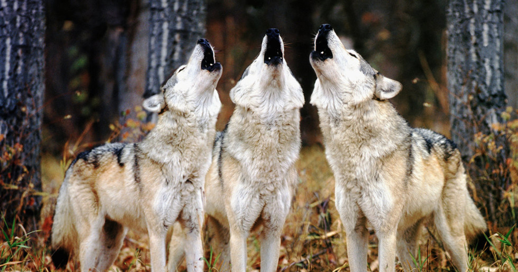 group of dogs howling