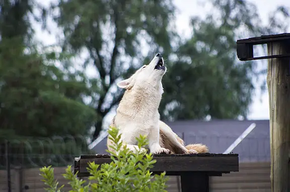 dog howling