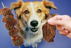 happy dog looking at meat