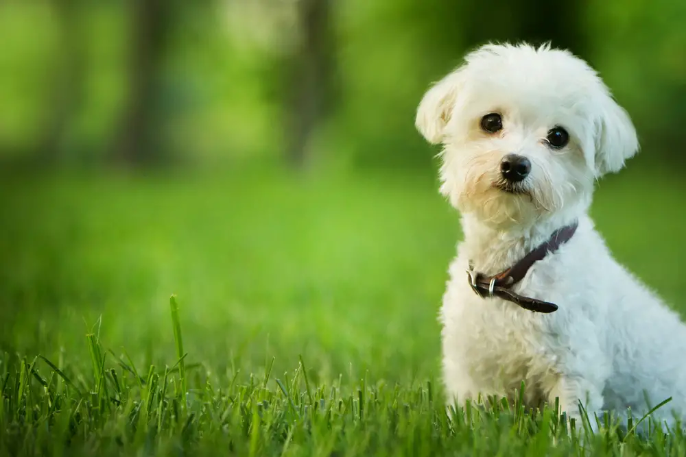 Small dog breeds