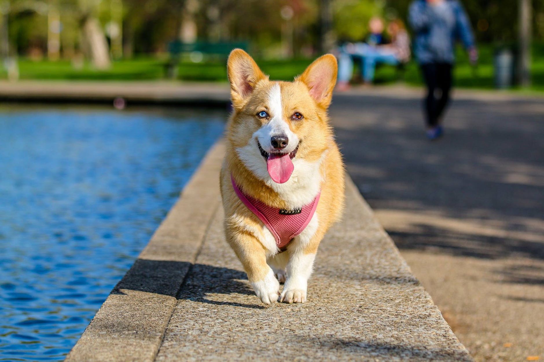 White and brown corgi