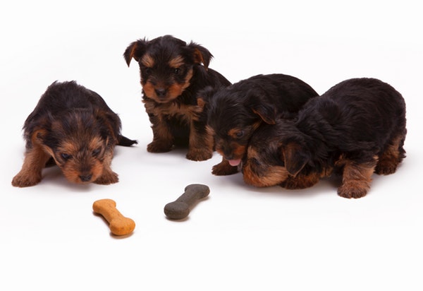 puppies with treats