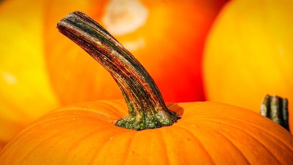 pumpkin close up