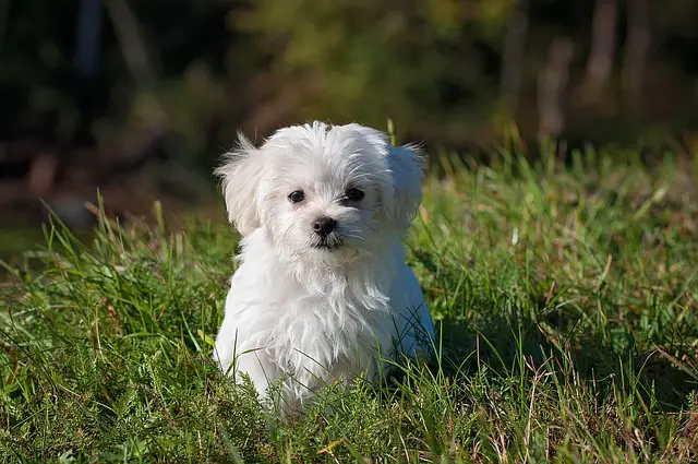 white puppy on green grass
