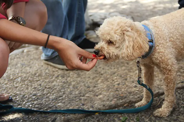 person giving poodle a treat