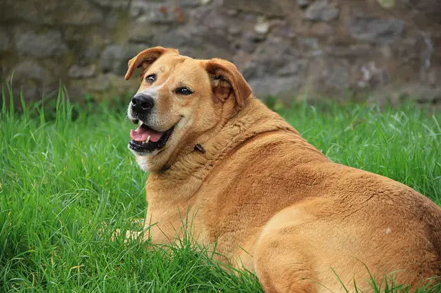 fat golden retriever