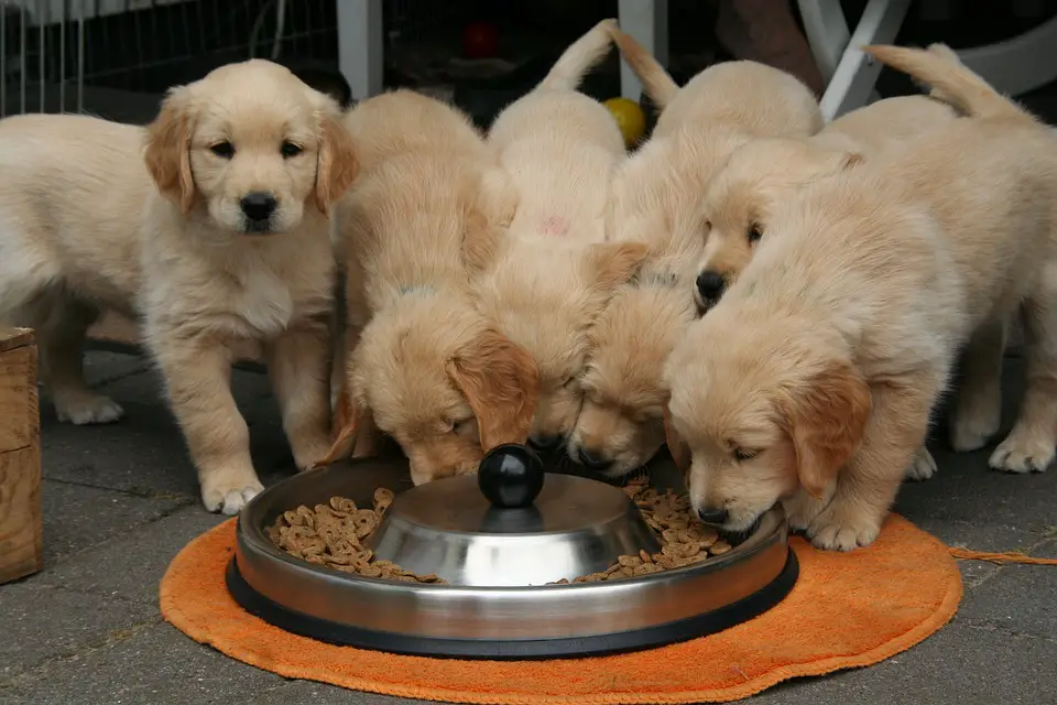 puppies eating in a bowl