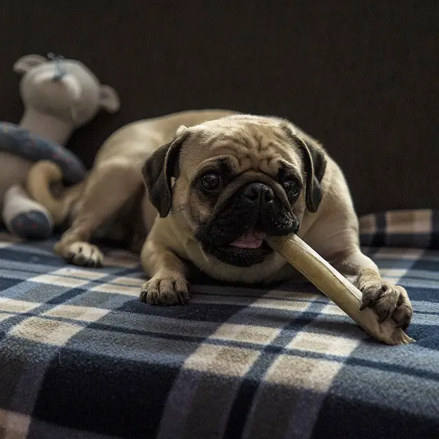 dog munching on treats