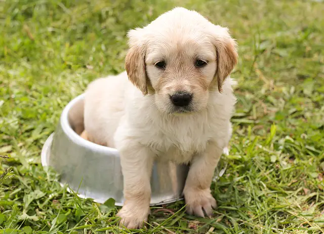 sitting cute golden puppy