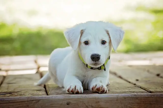 sitting white puppy